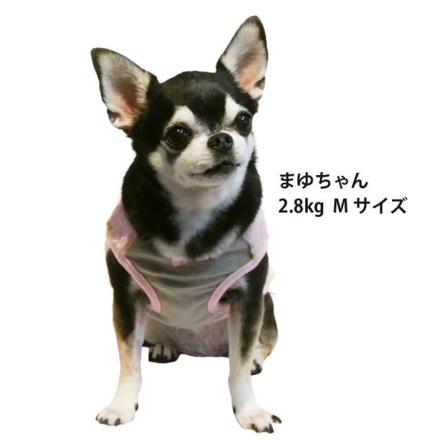 テラヘルツ・スターハグベアタンク