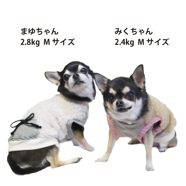 テラヘルツ・コージーポケットタンク