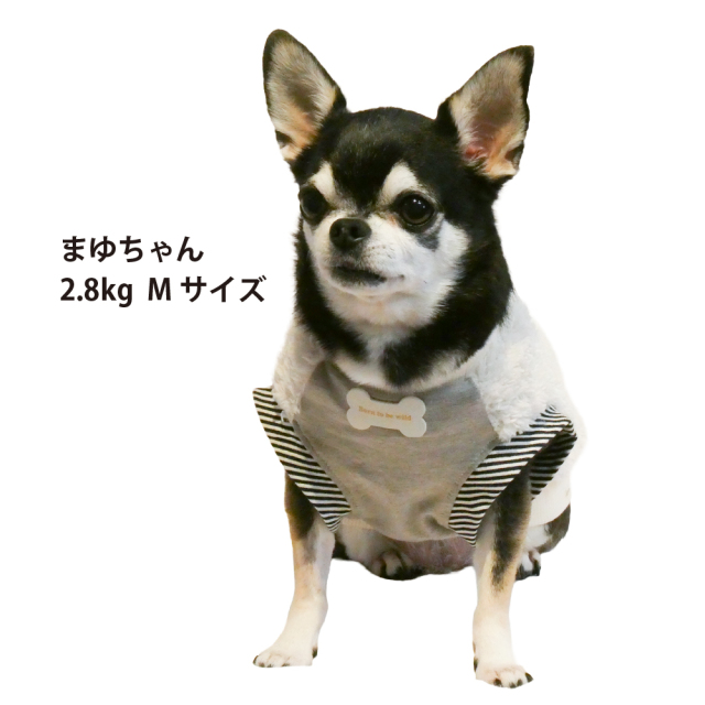 テラヘルツ・コージーポケットタンク