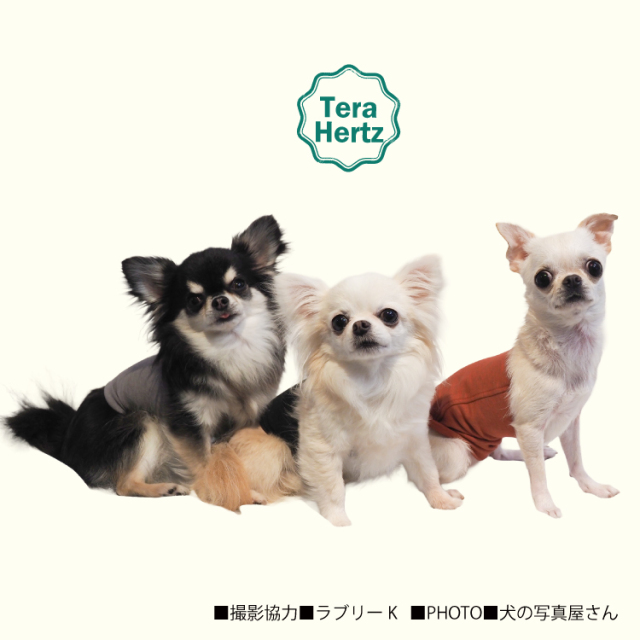 犬リカバリーグッズ 爆売れ人気商品!　 テラヘルツ・ワンニャンテラブランケット 犬リカバリーグッズ 爆売れ人気商品! 【テラヘルツ・ワンニャンテラ