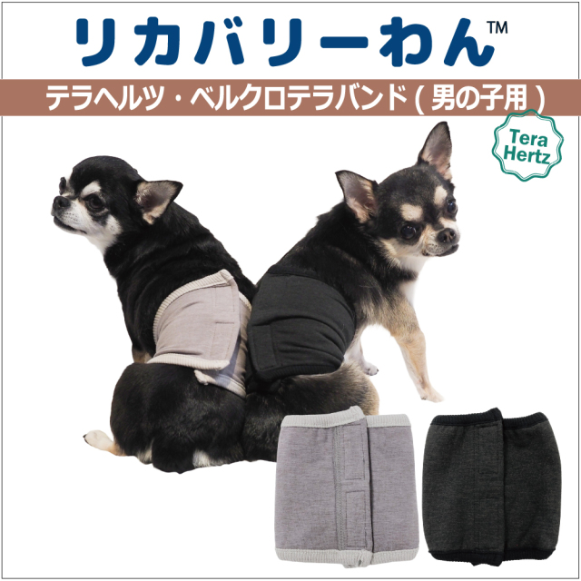 犬リカバリーグッズ  めちゃ売れ！【 テラヘルツ・ベルクロテラバンド男の子用腹巻き】（マジックテープ付き腹巻き)