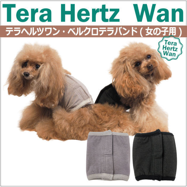 【 テラヘルツワン・ベルクロテラバンド女の子用腹巻き】(腹巻き)(2色) 7220g[犬腹巻き][SSから3L]