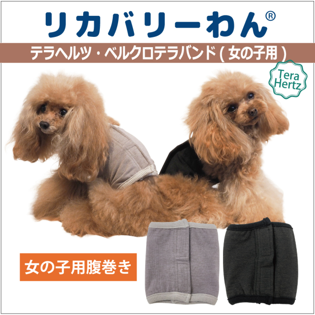 【3/26再入荷】犬リカバリーグッズ 【人気商品】ヘルニアやお腹の弱いワンちゃんに！【 テラヘルツ・ベルクロテラバンド女の子用腹巻き】（マジックテープ付き腹巻き)（2色）7220g[犬腹巻き][SSから3L] シニア犬 犬介護用品