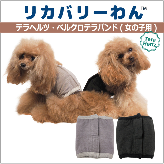 犬リカバリーグッズ  めちゃ売れ！【 テラヘルツ・ベルクロテラバンド女の子用腹巻き】（マジックテープ付き腹巻き)