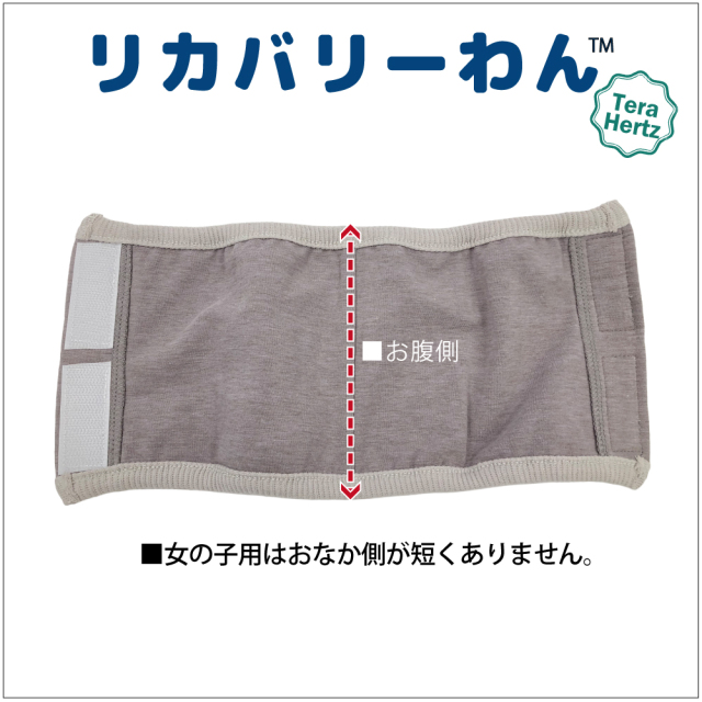 犬リカバリーグッズ  めちゃ売れ！【 テラヘルツ・ベルクロテラバンド女の子用腹巻き】（マジックテープ付き腹巻き)