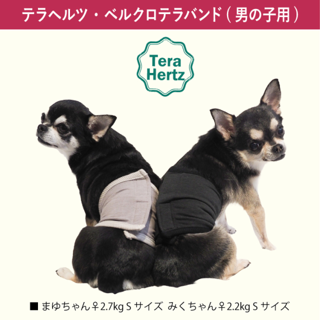 犬リカバリーグッズ  めちゃ売れ！【 テラヘルツ・ベルクロテラバンド男の子用腹巻き】（マジックテープ付き腹巻き)