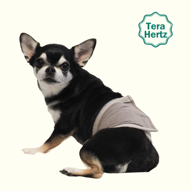 犬リカバリーグッズ  めちゃ売れ！【 テラヘルツ・ベルクロテラバンド男の子用腹巻き】（マジックテープ付き腹巻き)