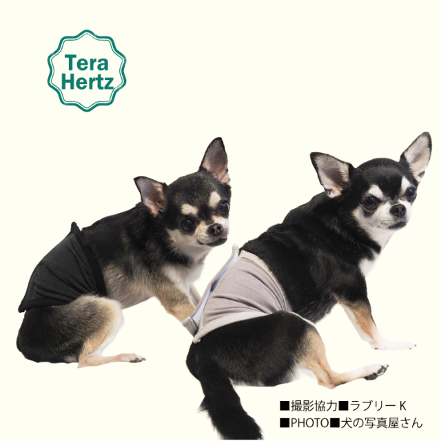 犬リカバリーグッズ 【人気商品】【 テラヘルツ・ベルクロテラバンド