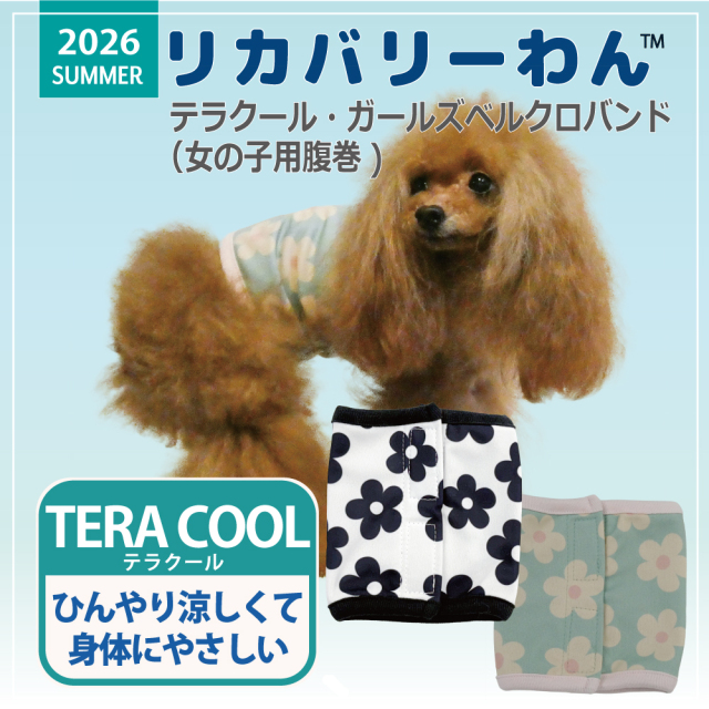 2026夏物新作ベルクロテラバンド 【テラクール・ガールズベルクロバンド】（2色）7346[女の子用犬腹巻き][SSから3L]