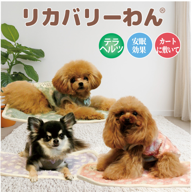 【10月中旬から下旬入荷予定】犬リカバリーグッズ 2026クークチュール秋冬新作グッズ 【テラヘルツ・マカロンドットマット】[S /M/L]（3色）7350[犬マット]