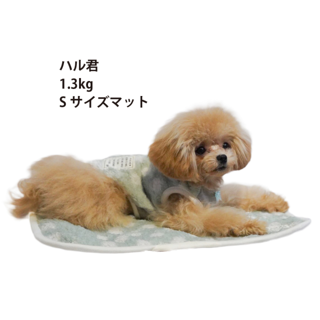 テラヘルツ・マカロンドットマット