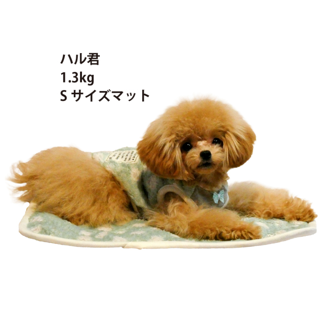 テラヘルツ・マカロンドットマット