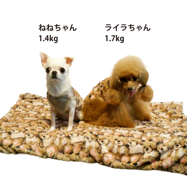 テラヘルツ・ブローイングベアブランケット