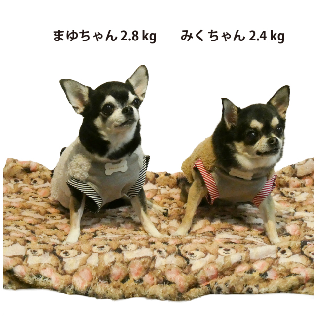 テラヘルツ・ブローイングベアブランケット