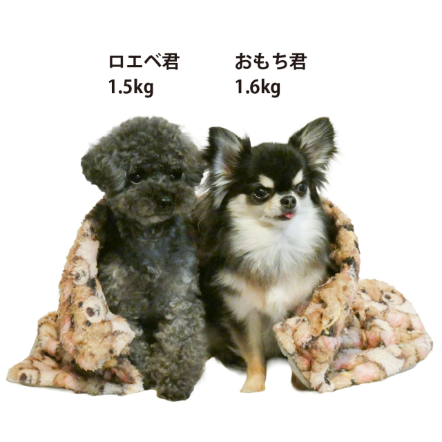 テラヘルツ・ブローイングベアブランケット