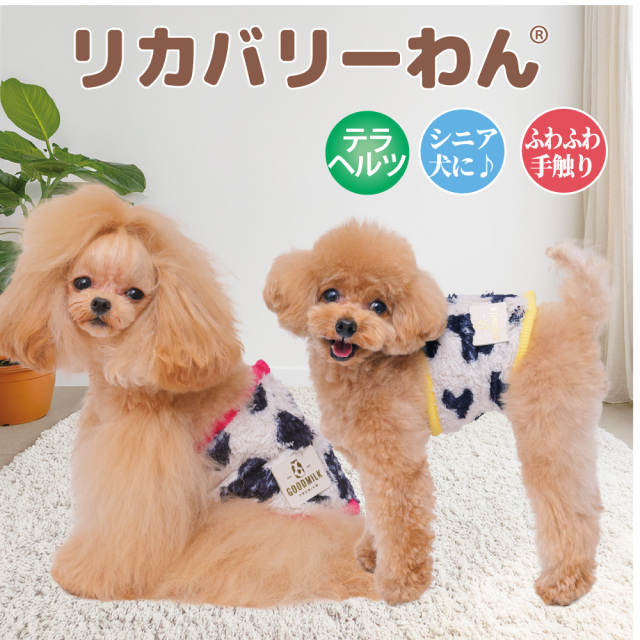 【10月中旬から下旬入荷予定】犬リカバリーグッズ  2026クークチュール秋冬新作 【テラヘルツ・MOUMOUベルクロバンド】[SSから3L]（2色）7353[犬腹巻き]