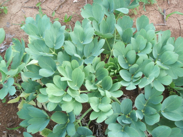 長命草 ボタンボウフウ 明日葉 大麦若葉 与那国島の自然の恵みたっぷりの栄養機能食品 ビタミンb6 与那国青汁