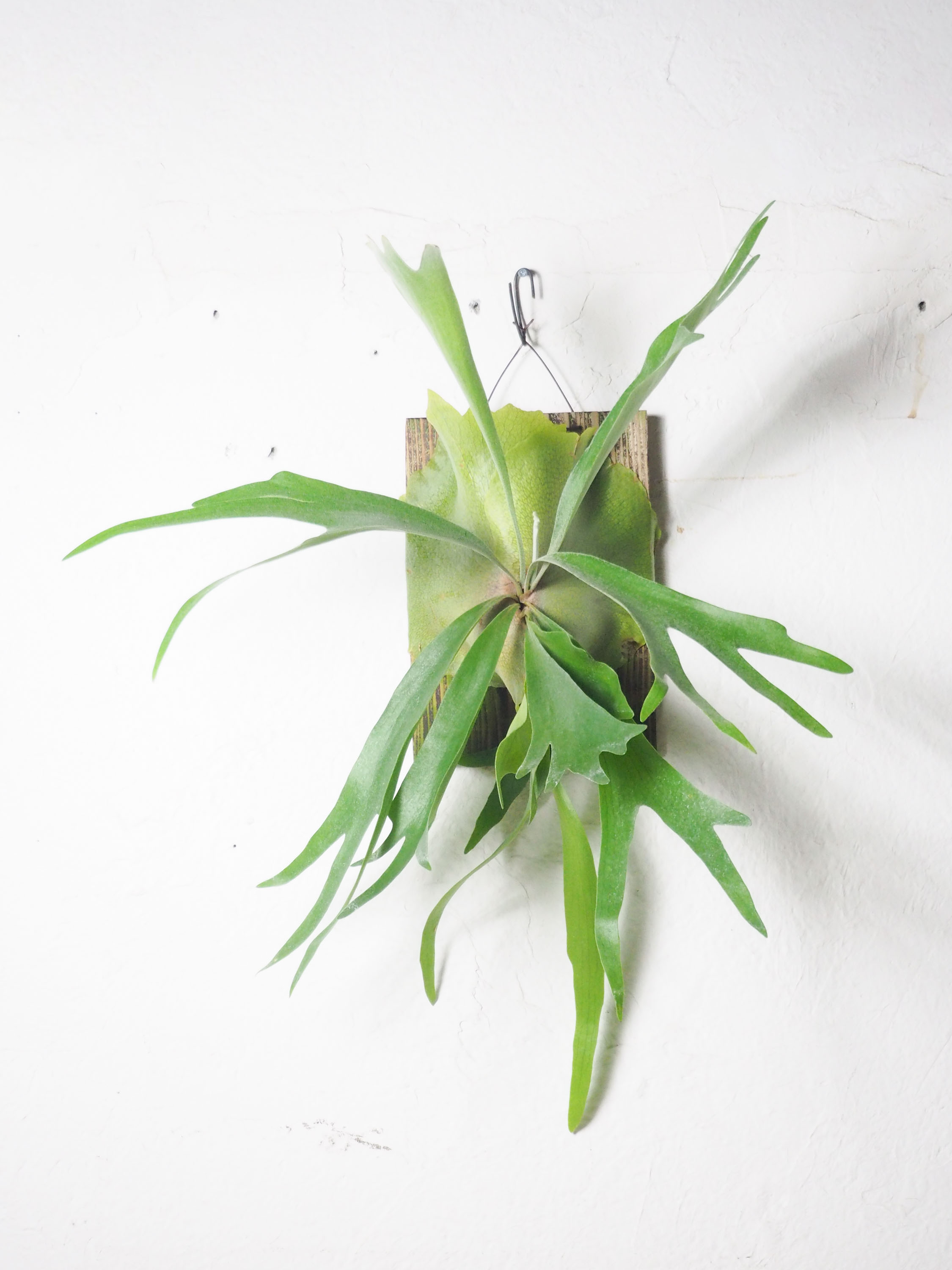 雪*花様 ビカクシダ アルキコルネ　斑入り ビカクシダ アルシコルネ コルク壁掛け 観葉植物 その他
