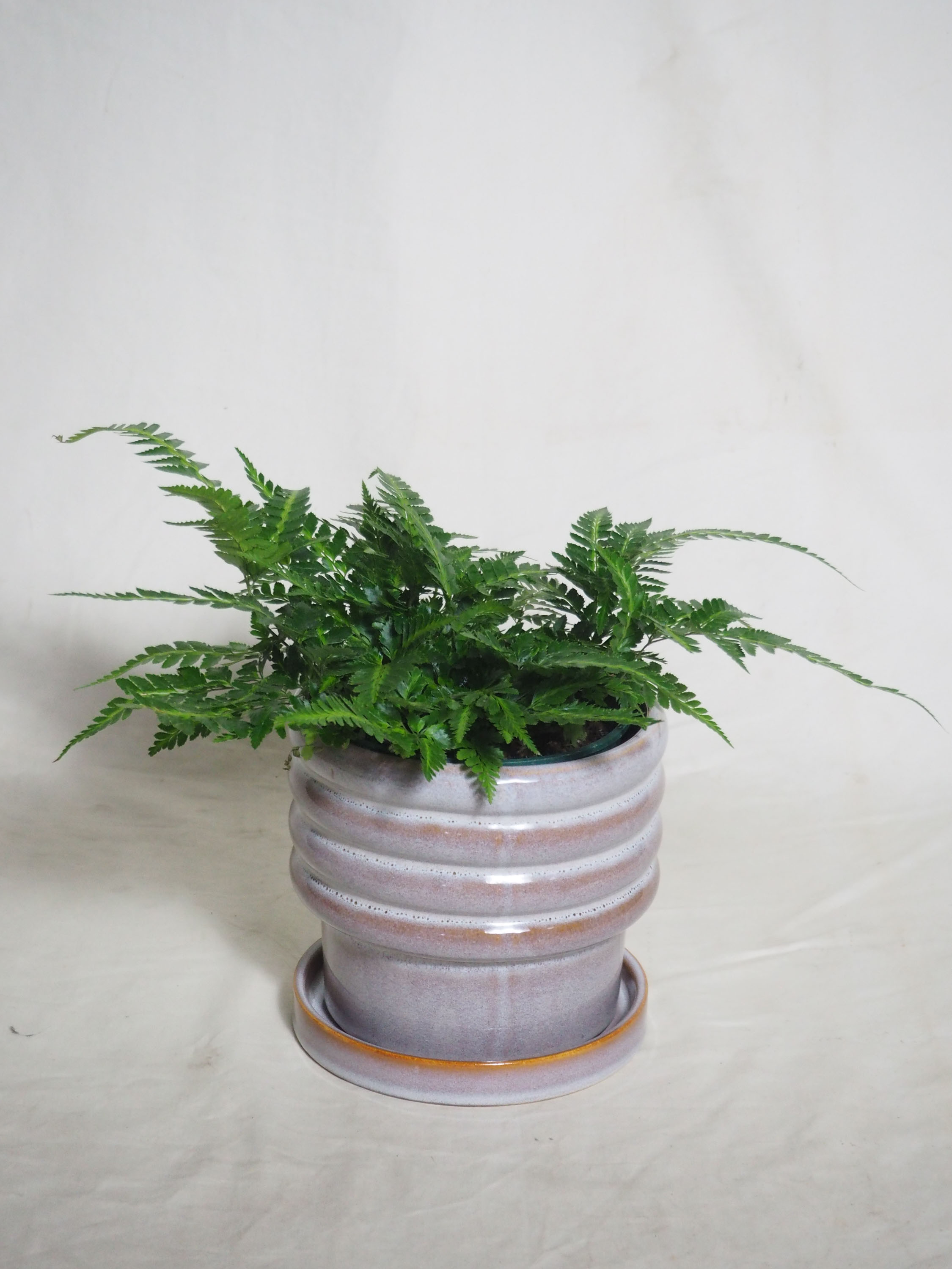 ルモーラ・バリエガータ