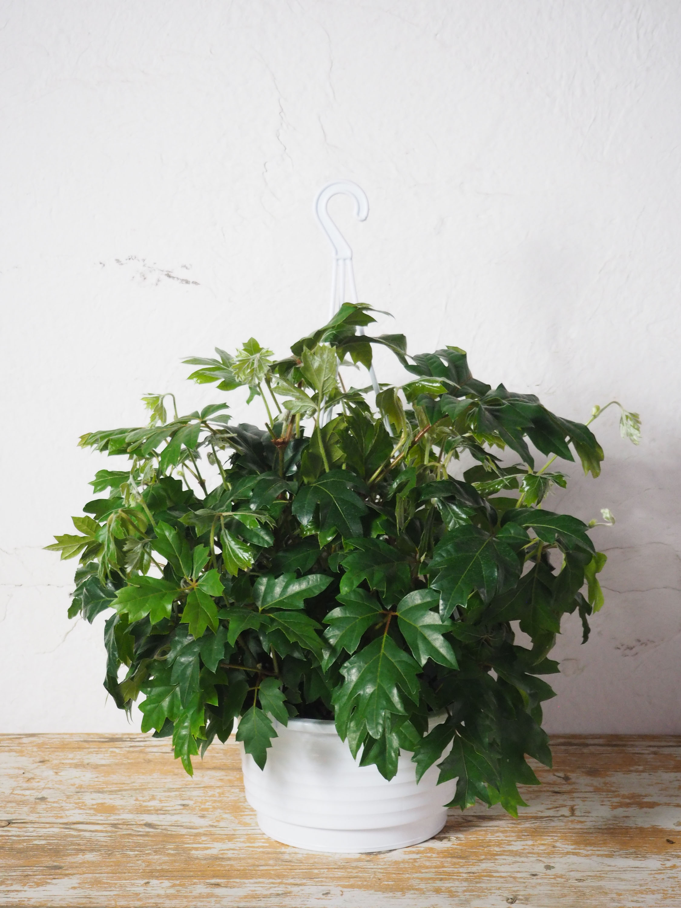 その他観葉植物 3104 シッサス・ディスカラー