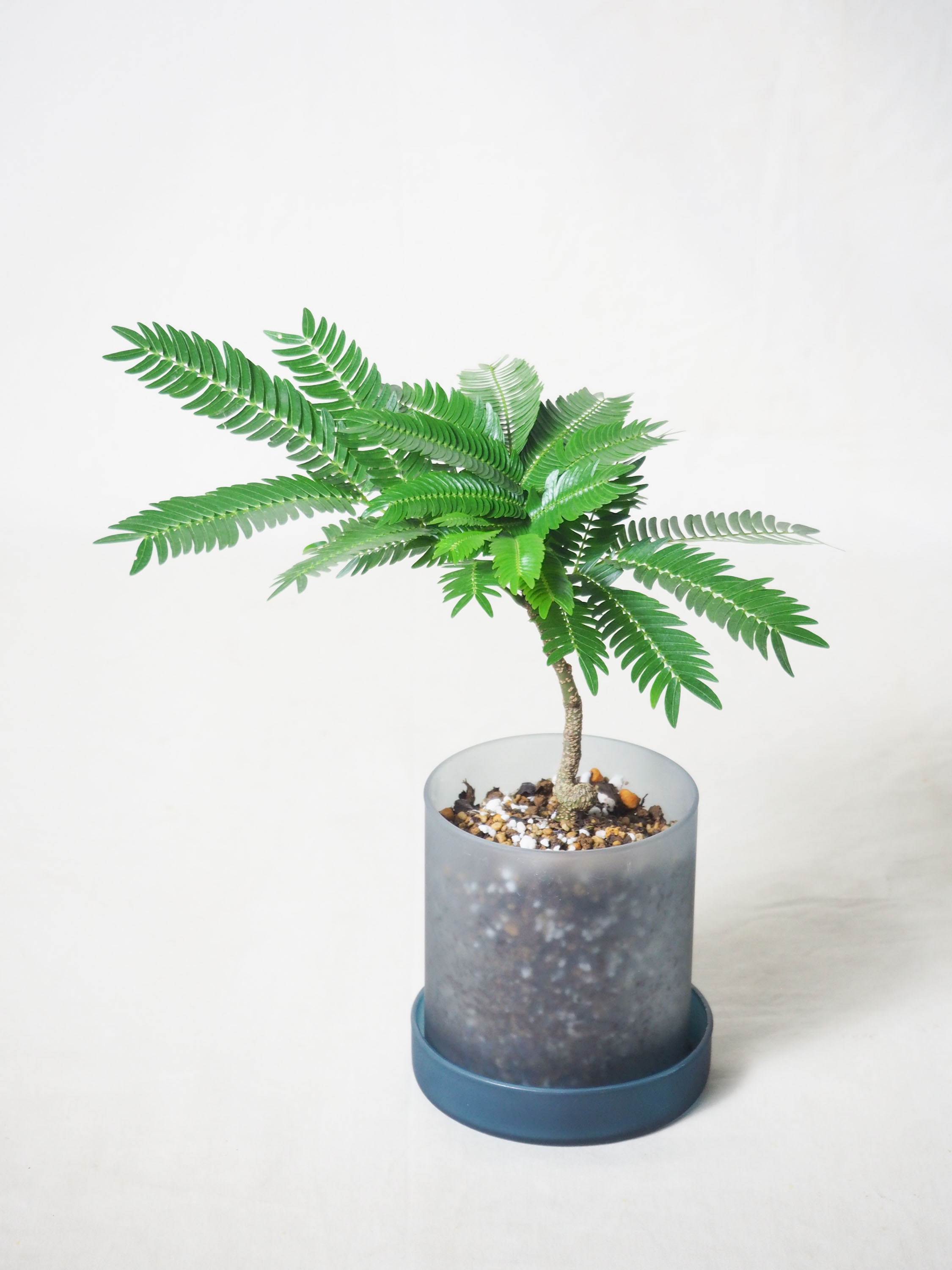 【引き取り限定】破格！エバーフレッシュ 約1.3m観葉植物 引き取り限定】破格！エバーフレッシュ 約1.3m観葉植物 引き取り