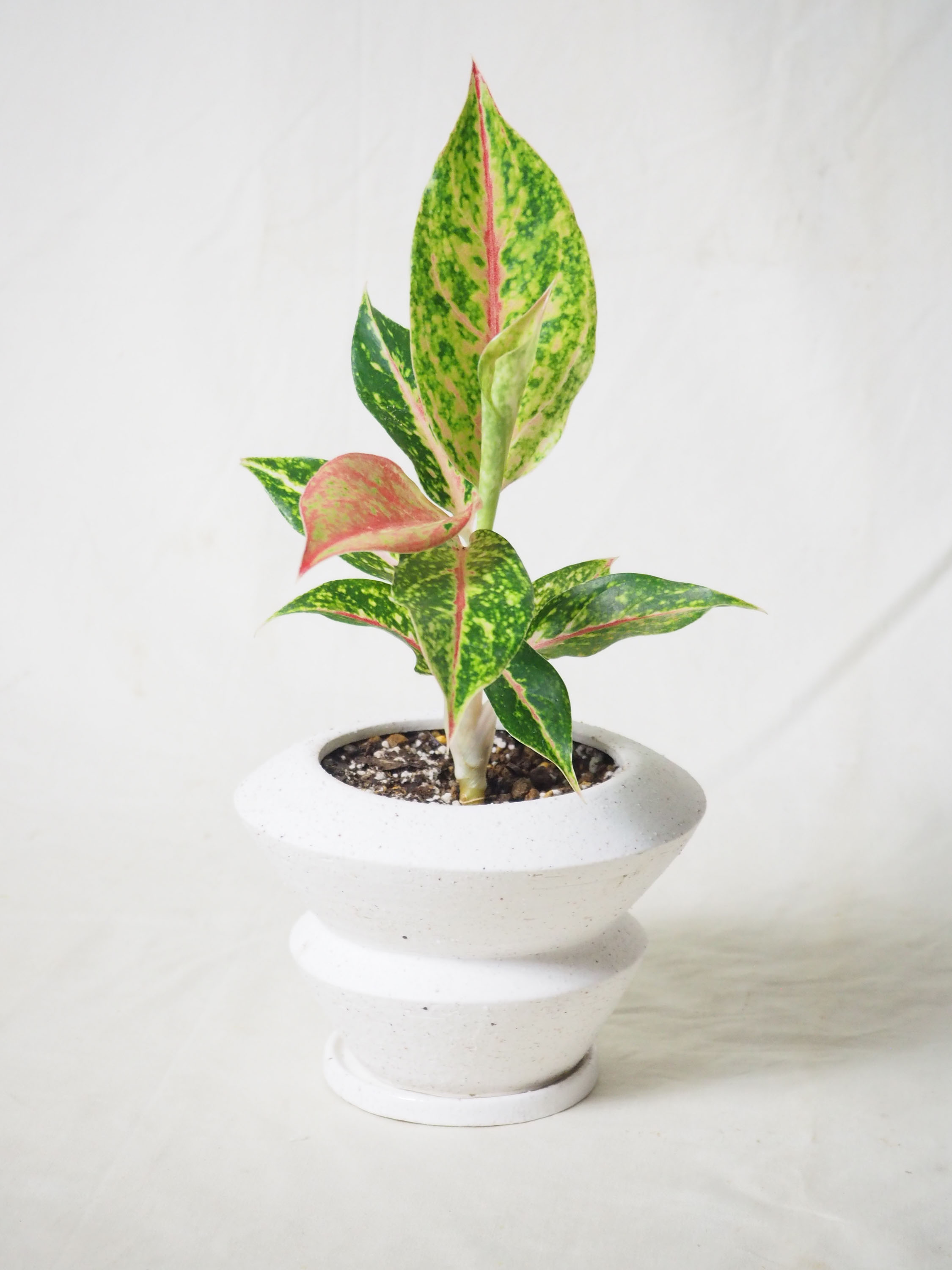 ま*ろ様 アグラオネマ　ナイトスパークル　極上 PLANCHU 観葉植物 アグラオネマ ナイトスパーク Aglaonema