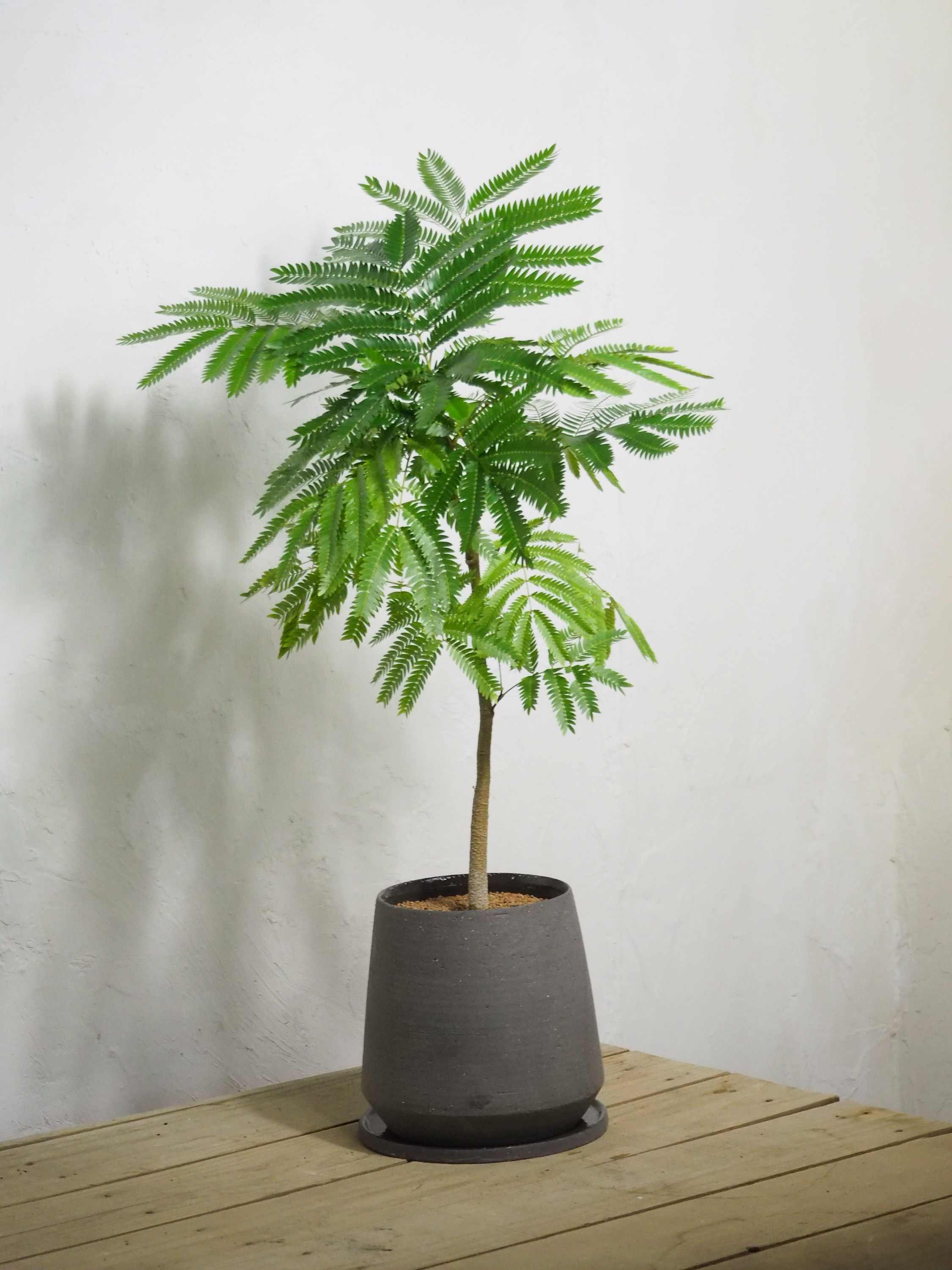 エバーフレッシュ〈コトソイル 〉