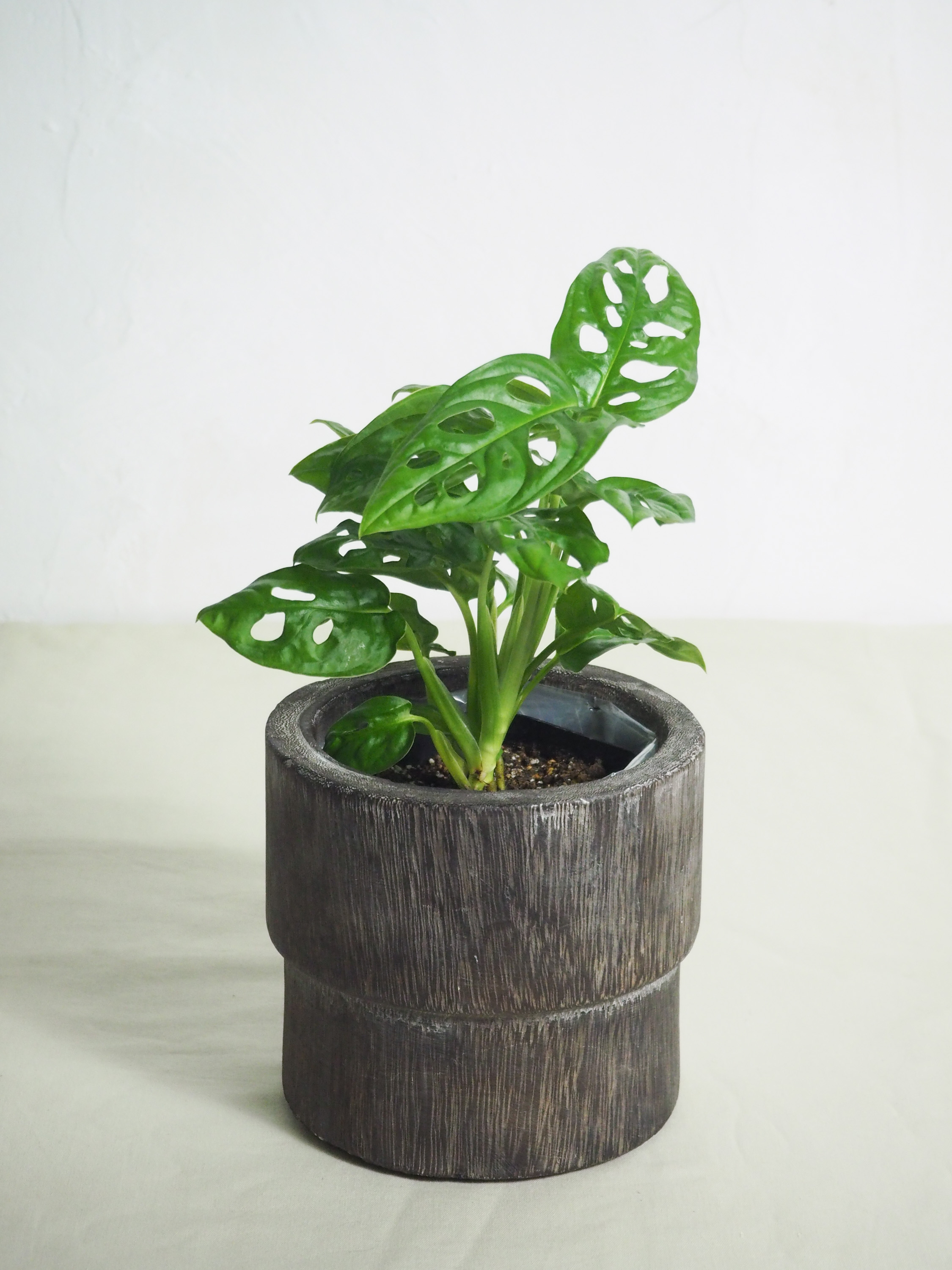 専用となります。モンステラ 切れ込み深いセレクトカブ モンステラ