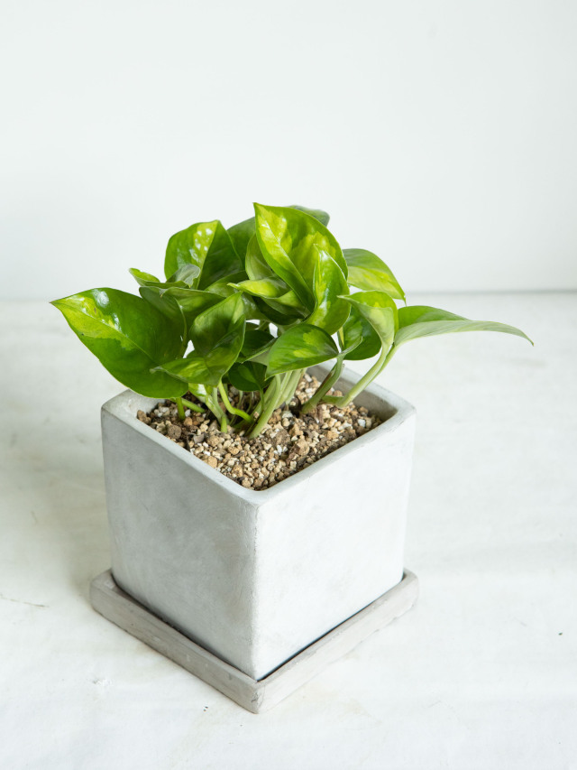 ポトス｜京都二条の観葉植物専門店 cotoha/コトハ