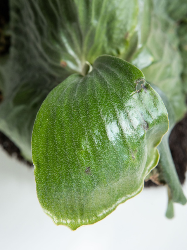 P.Erawan 　ビカクシダ エラワン ビカクシダ『エラワン』 1ポット ※送料込み | Planet Plants
