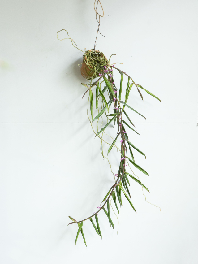 ラン科植物のクローン増殖 ラン科植物のクローン増殖