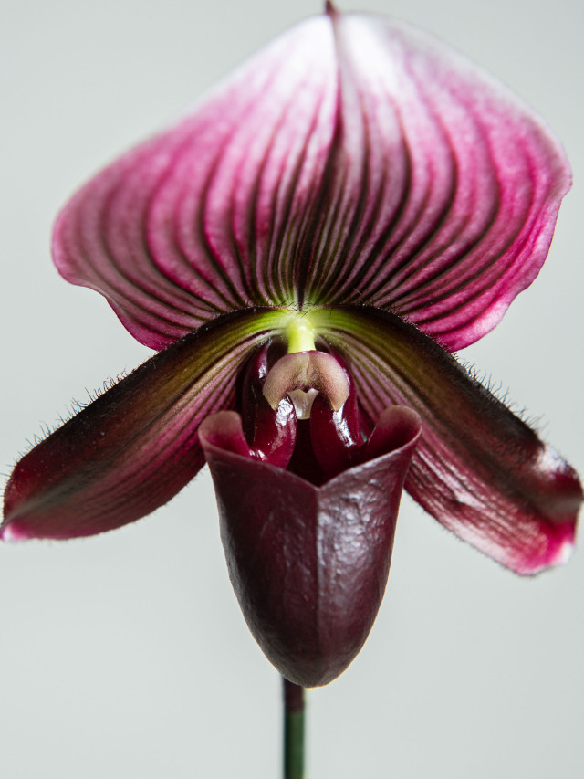 パフィオペディラム Paph. Johanna Burkhardt 洋ラン 特価 サンシャイン・ワールドオーキッド2006 第45回 全日本蘭