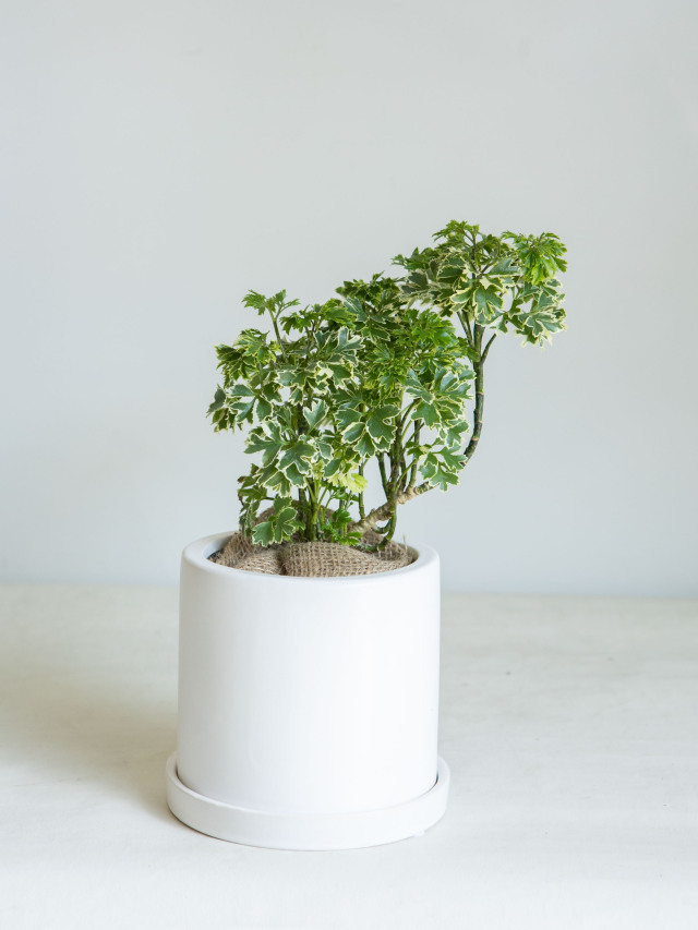 京都での手渡しのみ ポリシャス10号 約180cm 現品販売 近畿はお