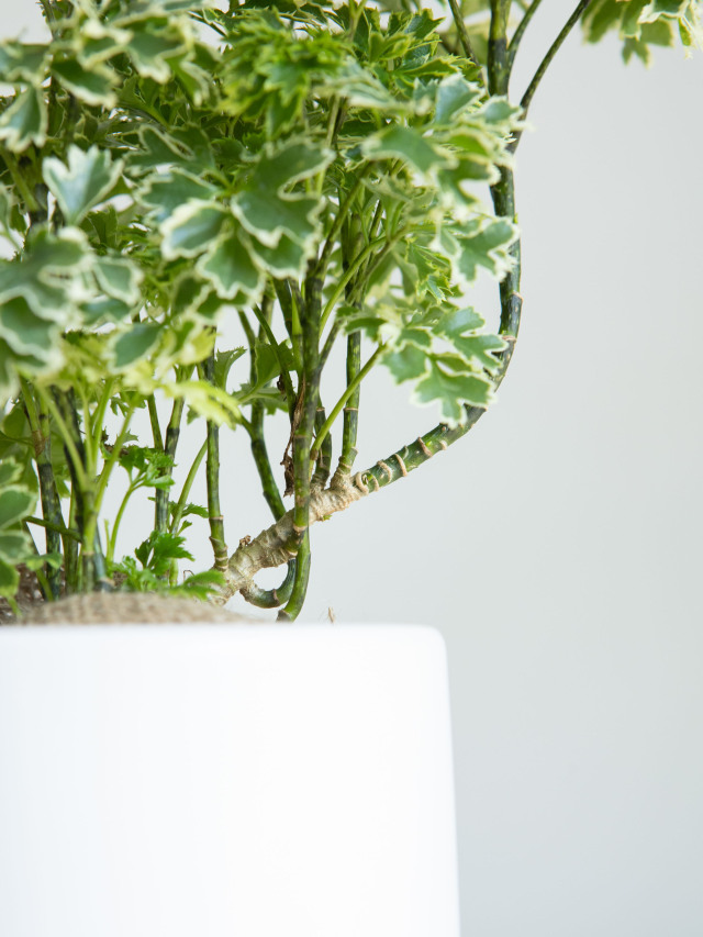 京都での手渡しのみ　ポリシャス10号　約180cm　現品販売　近畿はお届けも可 京都での手渡しのみ ポリシャス10号 約180cm 現品販売 近畿はお