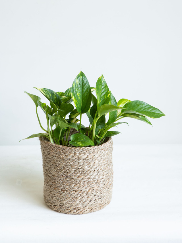 ポトス｜京都二条の観葉植物専門店 cotoha/コトハ
