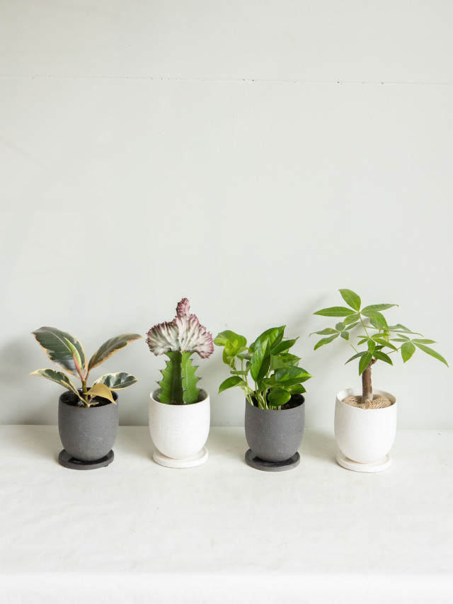 ユーフォルビアマハラジャ② 楽天市場】＼ポイント2倍／【選べる現品発送】多肉植物