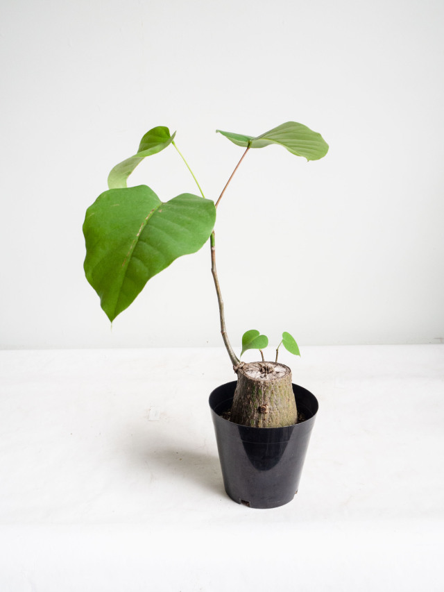 ボンバックス　塊根植物 約10cm 黒色鉢 Amazon.co.jp: プセウドボンバックス：エリプチクム（実生4年株