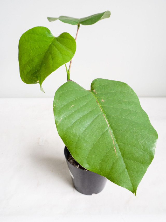 【最終値下げ】　ボンバックス Boston Bag -Black×Silver- – OMNIX GOLF