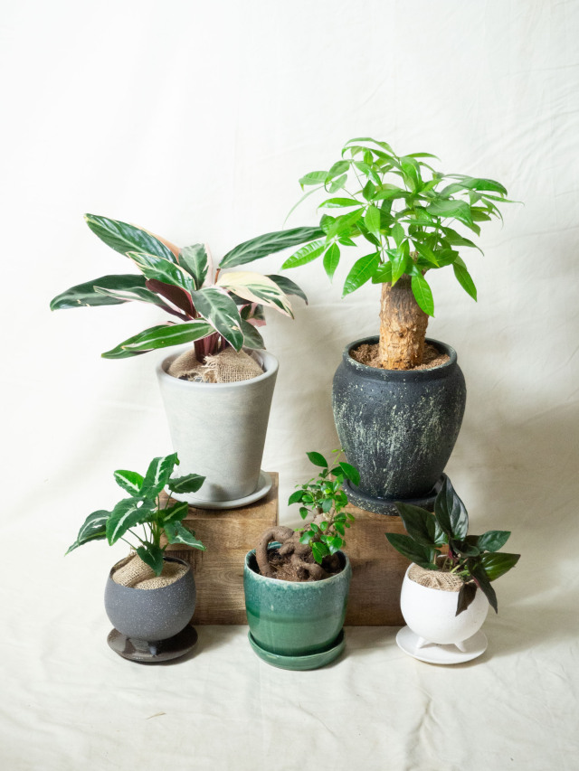 その他観葉植物 honokoo シンゴニウム・グリーンベルベッド