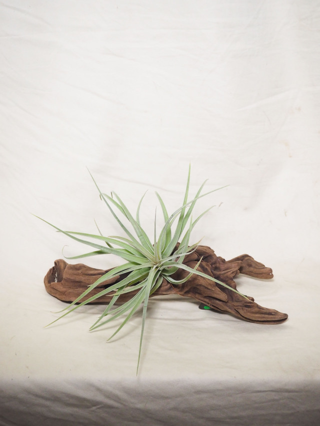 ブロメリア・エアープランツ itoshimatanikulab Tillandsia klausii #チランジア#ティランジア #エアープランツ
