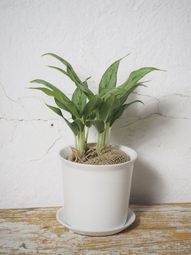 アグラオネマ専用観葉植物 アグラオネマ