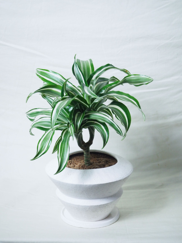Amazon｜おしゃれ 観葉植物：ホヤ カリストフィラ*5号吊り鉢｜観葉植物 オンライン通販