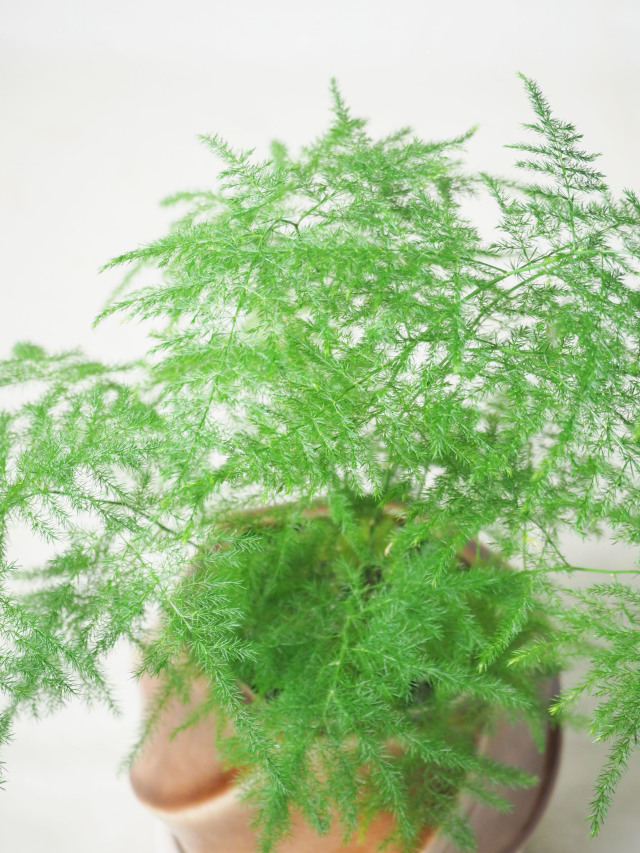 プルモーサス　アスパラガス　苗　シダ　しだ　観葉植物　山野草。 プルモーサス アスパラガス 苗 シダ しだ 観葉植物 山野草
