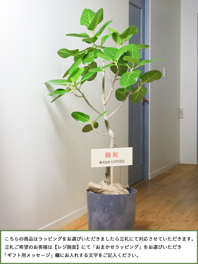 観葉植物 フィカス ベンガレンシス 観葉植物 フィカス ベンガレンシス 7号 曲り プラスチック鉢