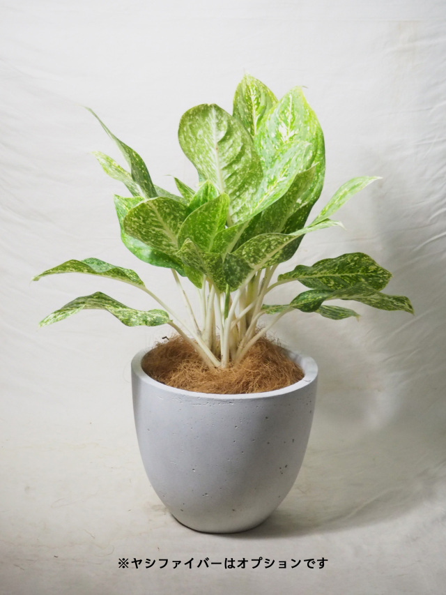 アグラオネマ　専用 アグラオネマ専用 培養土 Aglaonema potting soil exchange in 6