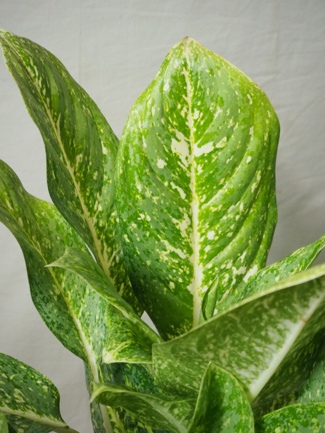 アグラオネマ　専用 アグラオネマ専用培養土］Aglaonema potting soil exchange in 6