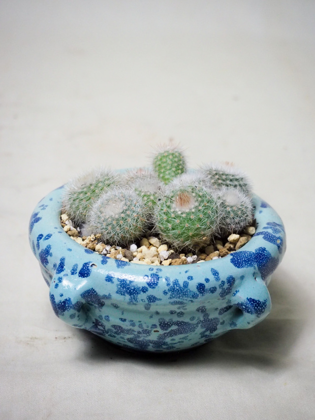 サボテン　桃花丸