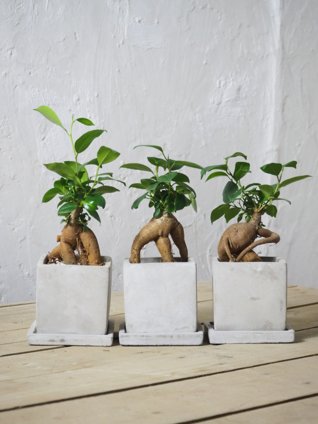 3,001～5,000円の商品｜京都二条の観葉植物専門店 COTOHA/コトハ