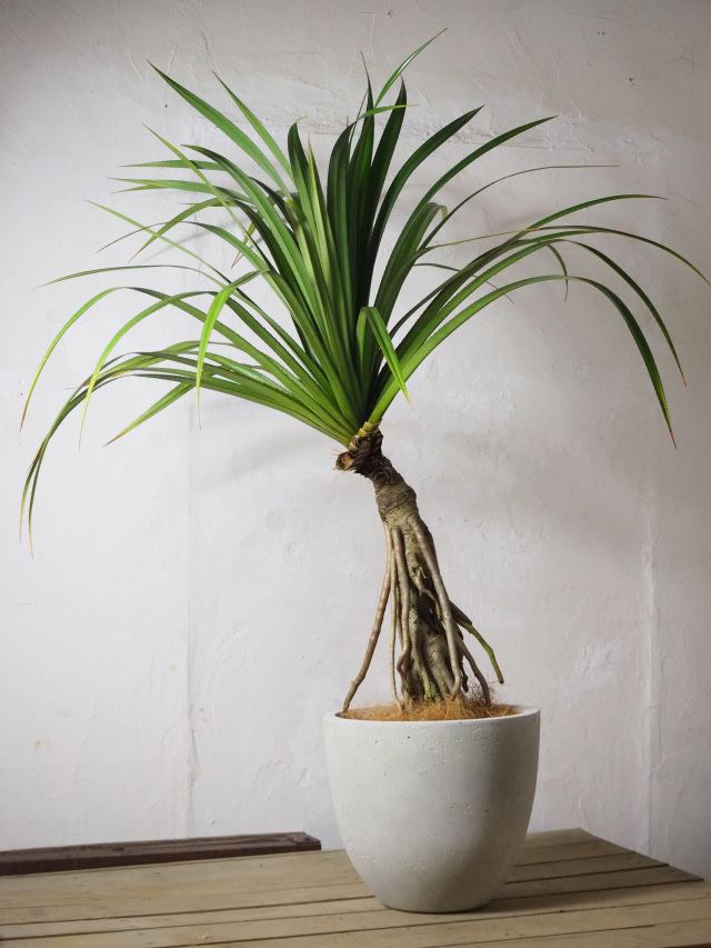 Lサイズ(60～150cm)｜京都二条の観葉植物専門店 cotoha/コトハ