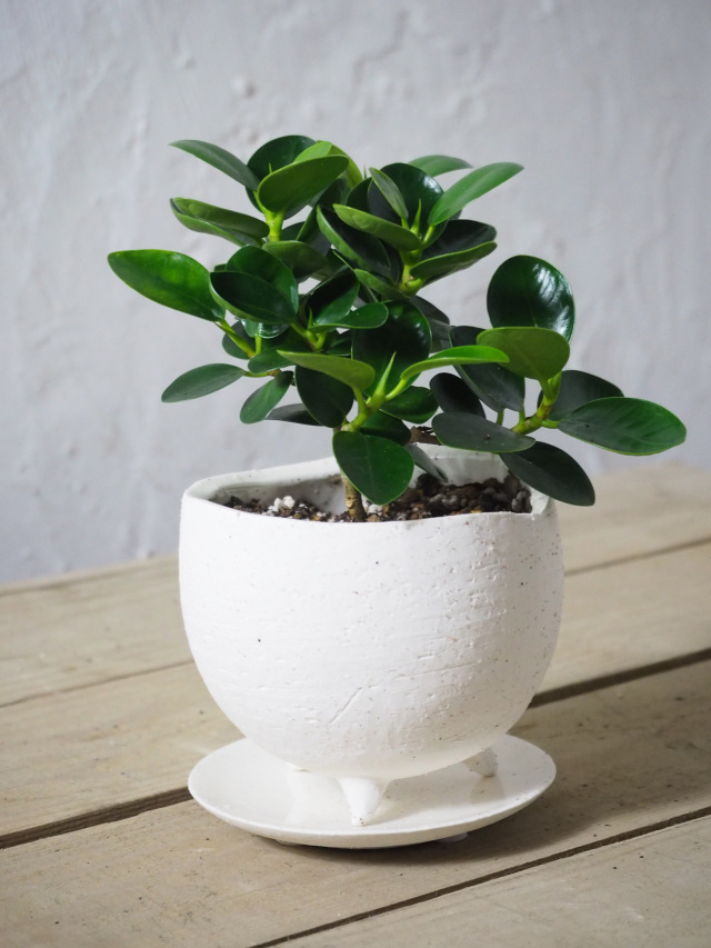 ガジュマル 3,001～5,000円｜京都二条の観葉植物専門店 cotoha